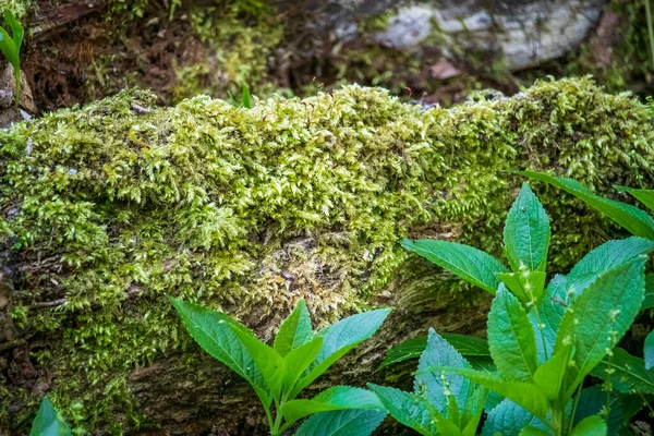 Belo Musgo Verde Floresta Macro Foto — Fotografia de Stock