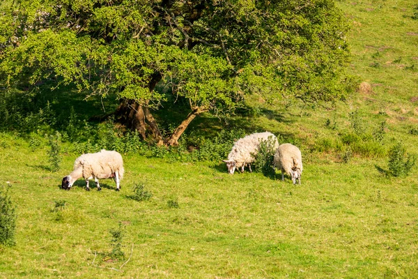 Ngiltere Bir Doğa Koruma Alanında Yeşil Çimlerin Üzerinde Koyun — Stok fotoğraf