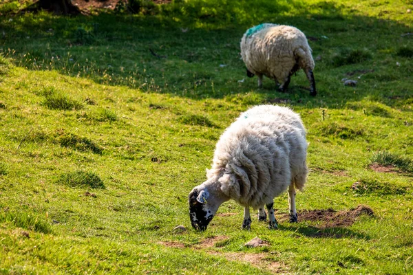 イギリスの自然保護区の緑の草の上の羊 — ストック写真