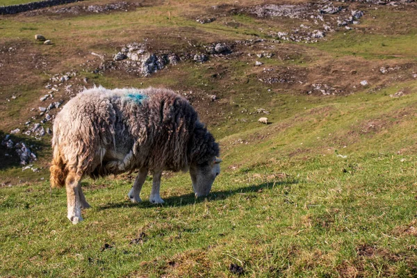 Schafe Auf Grünem Gras Einem Naturschutzgebiet England — Stockfoto