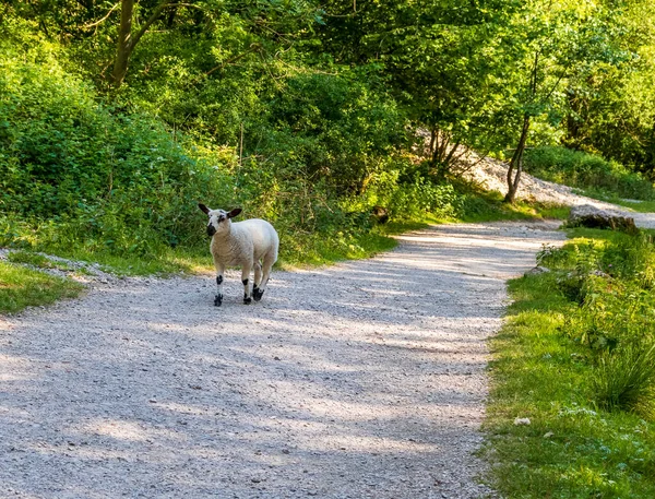 Owce Zielonej Trawie Rezerwacie Przyrody Anglii — Zdjęcie stockowe