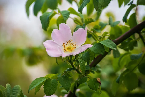 Hermosa Rosa Sobre Fondo Borroso — Foto de Stock