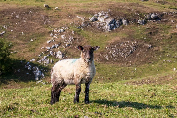 Piękny Krajobraz Dove Dale Owce Zielonej Trawie — Zdjęcie stockowe