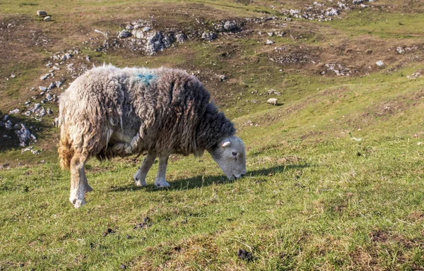 Schöne Landschaft Bei Dove Dale Schafe Auf Dem Grünen Gras — Stockfoto