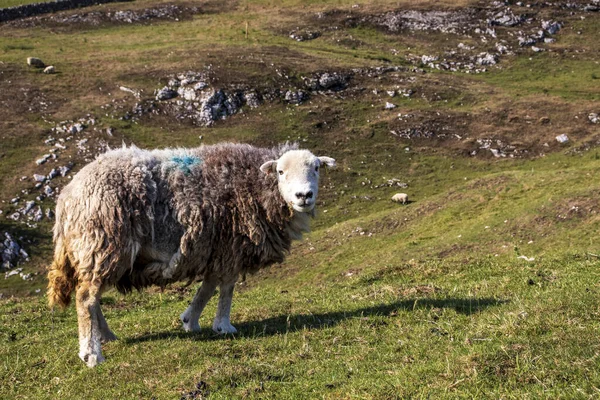 鳩デールの美しい風景 緑の芝生の上の羊 — ストック写真