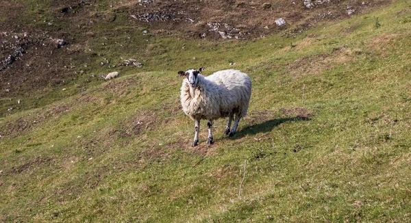 Piękny Krajobraz Dove Dale Owce Zielonej Trawie — Zdjęcie stockowe