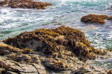 Yeni Polzeath Cornwall - buzlu algler