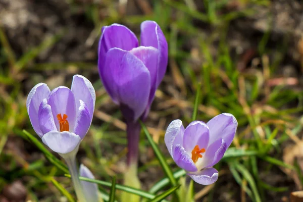 Krokusy Krásné Barevné Jarní Květiny — Stock fotografie