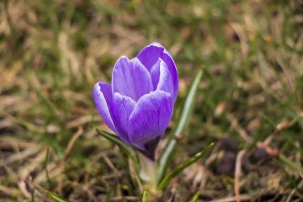 Krokusy Krásné Barevné Jarní Květiny — Stock fotografie