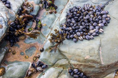 New Polzeath Cornwall-mussels on the rocks clipart