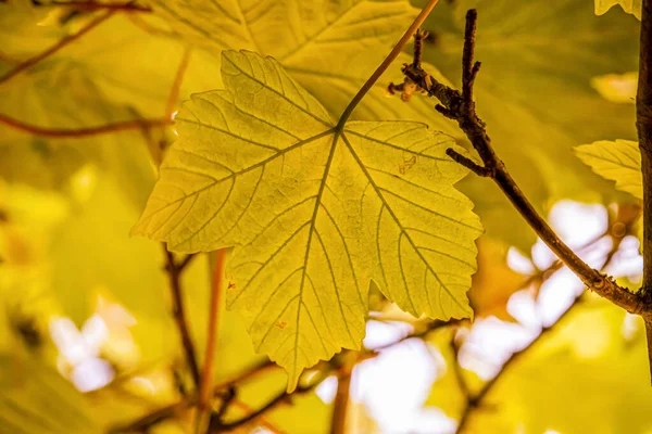 Yellow autumn leaves in an English park