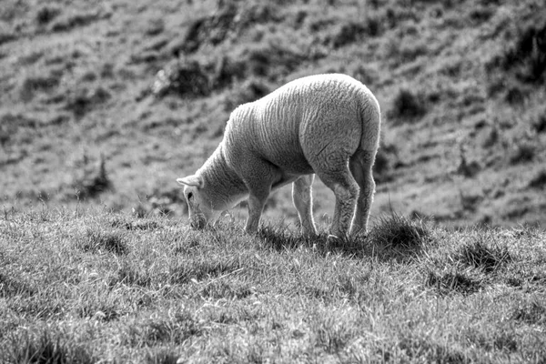Black White Photo Lamb Green Grass — Stock Photo, Image