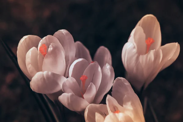Прекрасные Весенние Крокусы Цветут Зеленой Траве — стоковое фото