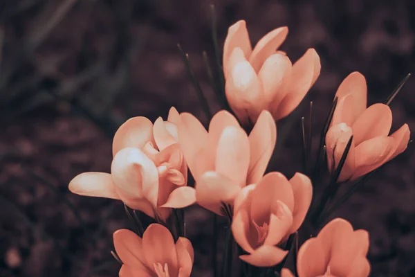 Прекрасные Весенние Крокусы Цветут Зеленой Траве — стоковое фото