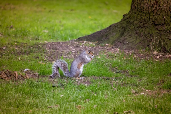 Esquilo Cinzento Parque Inglês Grama Verde Dia Ensolarado — Fotografia de Stock