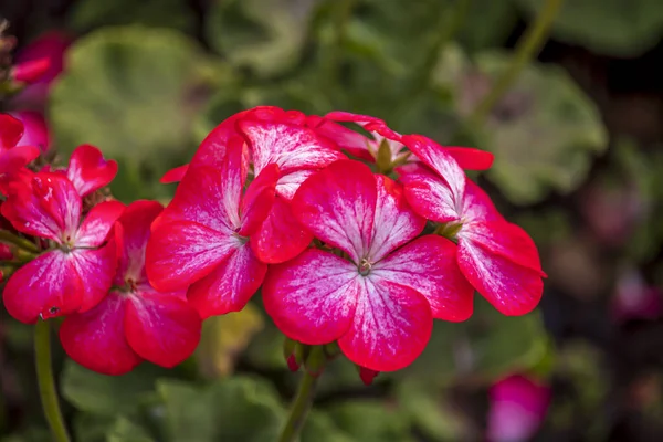 Lindas Flores Verão Parque Inglês Lichfield — Fotografia de Stock