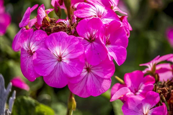 Schöne Sommerblumen Einem Englischen Park Lichfield — Stockfoto