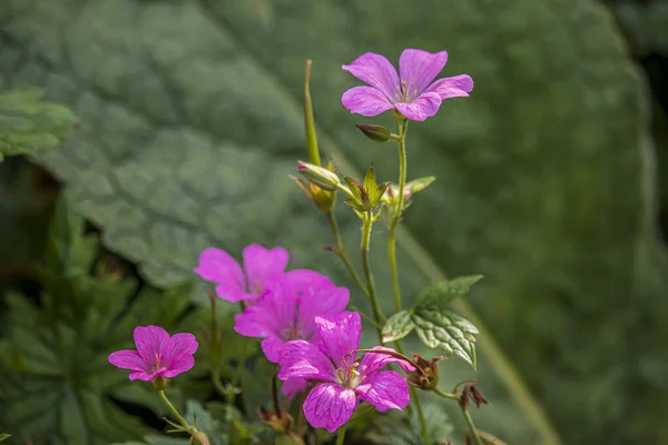 Piękne Letnie Kwiaty Parku Angielskim Lichfield — Zdjęcie stockowe