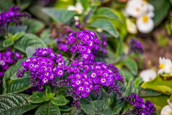 Schöne Sommerblumen Einem Englischen Park Lichfield — Stockfoto