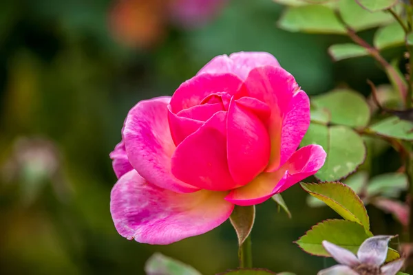 Piękne Letnie Kwiaty Parku Angielskim Lichfield — Zdjęcie stockowe