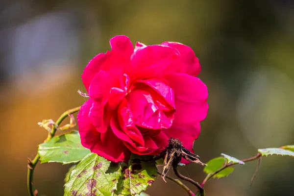Hermosas Flores Verano Parque Inglés Lichfield — Foto de Stock