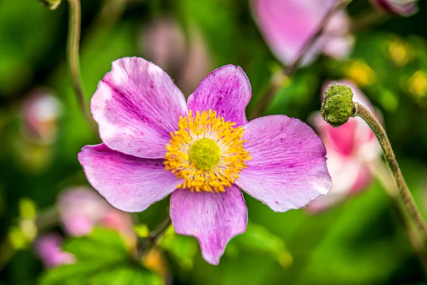 Lindas Flores Verão Parque Inglês Lichfield — Fotografia de Stock