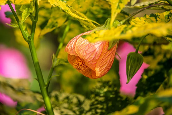 Piękne Letnie Kwiaty Angielskim Parku — Zdjęcie stockowe