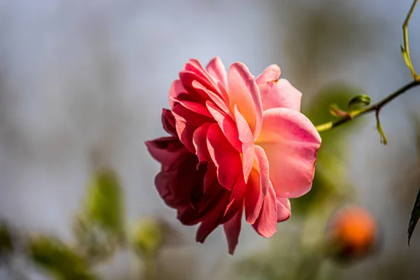 英国公园里美丽的夏花 — 图库照片