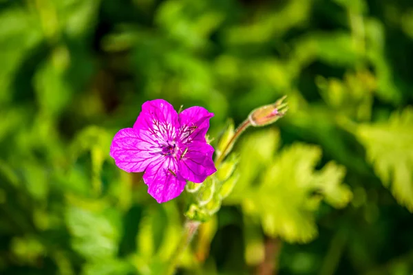 Belles Fleurs Dans Parc Anglais Oxford — Photo
