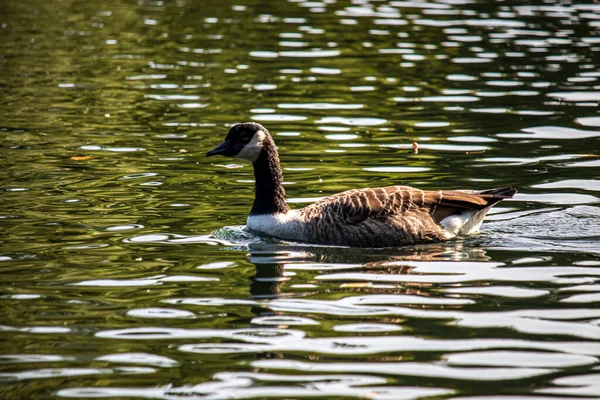 Geese Ένα Αγγλικό Πάρκο Στο Wolverhampton — Φωτογραφία Αρχείου