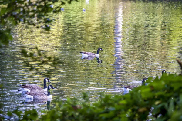 ウルヴァーハンプトンの英語公園でアヒル — ストック写真