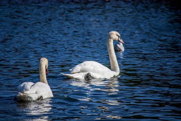 Schwäne Einem Englischen Park Wolverhampton — Stockfoto