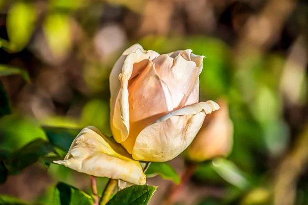 Piękne Kwiaty Angielskim Parku — Zdjęcie stockowe
