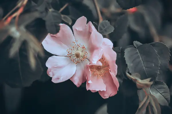 Озил Цветет Английском Парке — стоковое фото