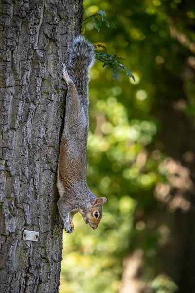 Gray Squirrel English Park — Stock Photo, Image