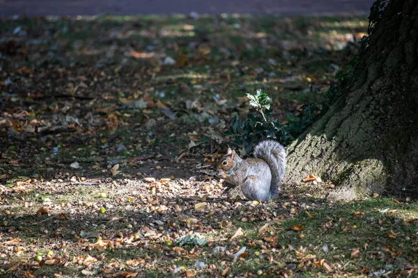 Esquilo Cinzento Num Parque Inglês — Fotografia de Stock