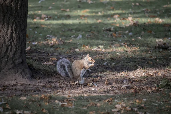 Ein Grauhörnchen Einem Englischen Park — Stockfoto