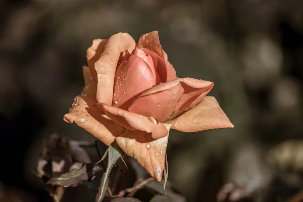 Piękne Kwiaty Słoneczny Dzień Parku Angielskim Oxford — Zdjęcie stockowe