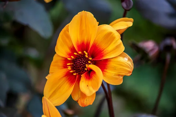 Prachtige Bloemen Een Zonnige Dag Een Engels Park Oxford — Stockfoto