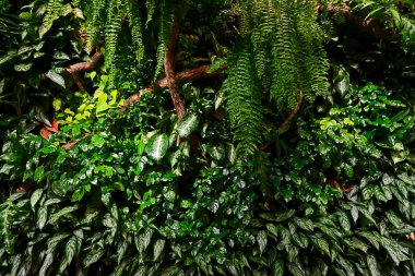 Doğal yeşil yaprak duvar arka planı.