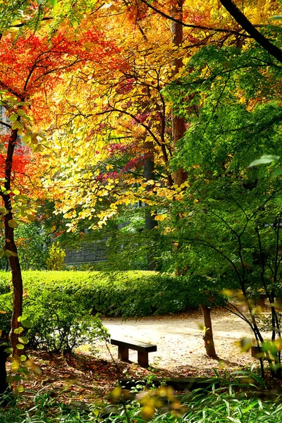 Podzimní Les Barevný Les Slunečními Paprsky Mezi Větvemi Stromů Krajina — Stock fotografie