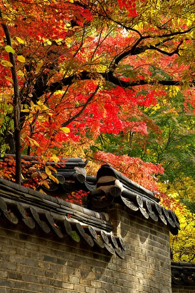 Pohon Maple Dengan Daun Berwarna Warni Dinding Kuno Stok Foto Bebas Royalti