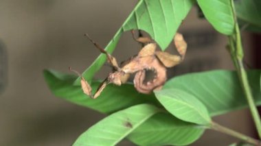 Extatosoma tiaratum denilen bir sopa çekirgesi yaprak yer. Nam-ı diğer dev dikenli sopa çekirgesi veya Avustralya bastonu..