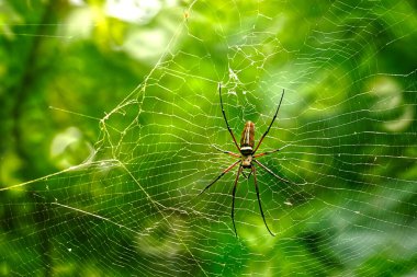 Nephila pilipes, namı diğer kuzey altın küre dokumacı ya da ağındaki dev altın küre dokumacı..