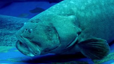 Japonya, Okinawa 'daki Churaumi Akvaryumu' nda dev balıklar suyun etrafında yavaşça yüzerler.