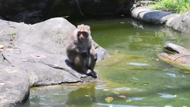 Formosan岩のマカクは 水で岩の上に座って果物を食べる 台北動物園 — ストック動画