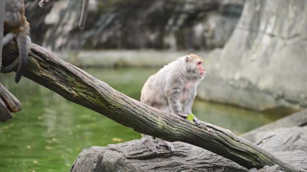 Formosan Rock Macaque Sit Tree Taipei Zoo Taiwan — Stock Video