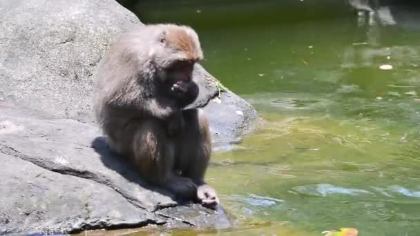 Formosan Rocher Macaque Assis Sur Rocher Près Eau Manger Des — Video