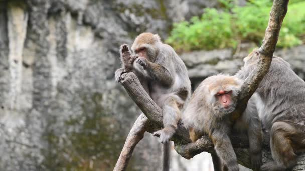 Formosan Macaco Roca Sientan Árbol Zoológico Taipei Taiwán — Vídeos de Stock