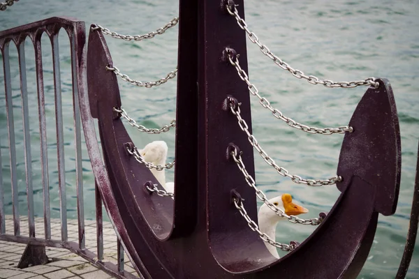 Ördekler gölün kenarında mola veriyor..